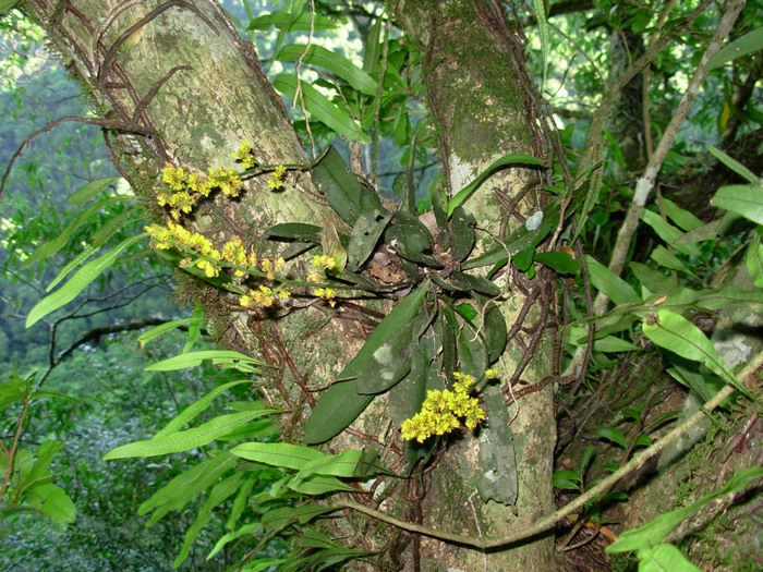 Trichocentrum pumilum