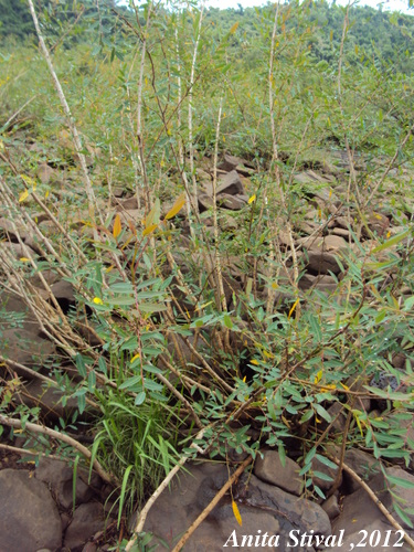 Phyllanthus sellowianus