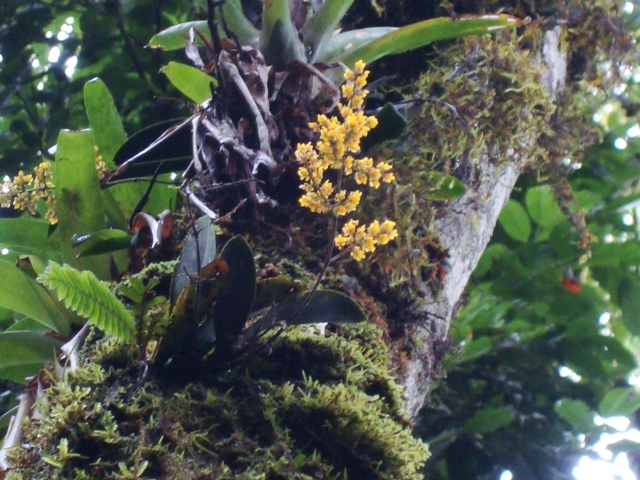 Trichocentrum pumilum