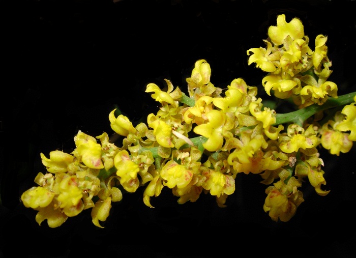 Trichocentrum pumilum