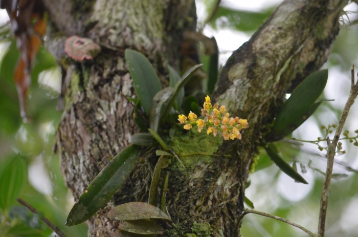 Trichocentrum pumilum