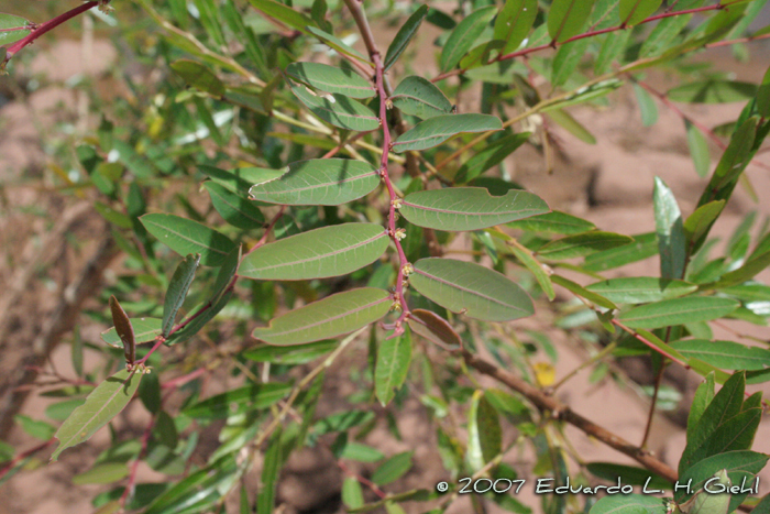 Phyllanthus sellowianus