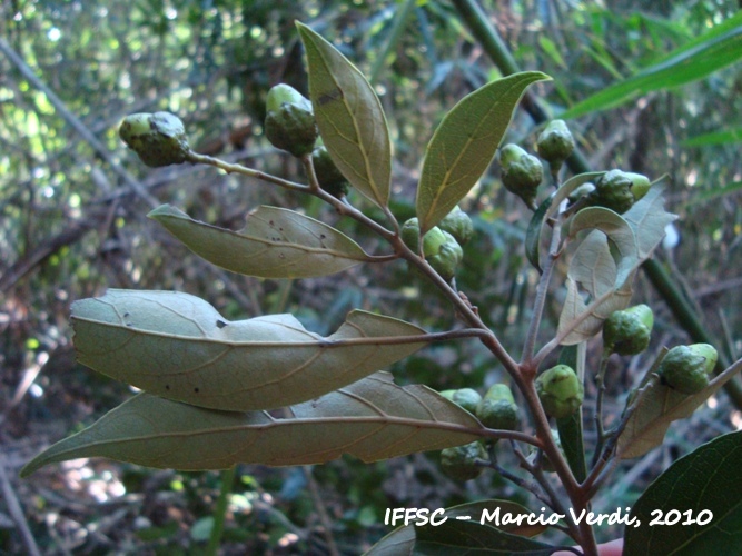 Ocotea nectandrifolia