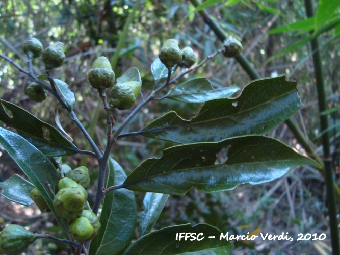 Ocotea nectandrifolia