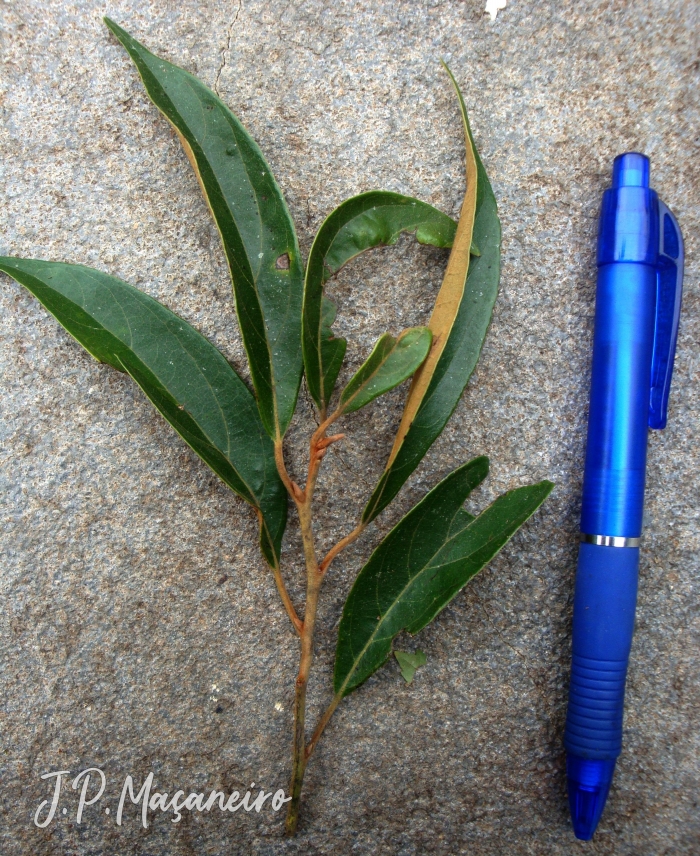 Ocotea nectandrifolia