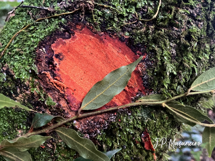 Ocotea nectandrifolia