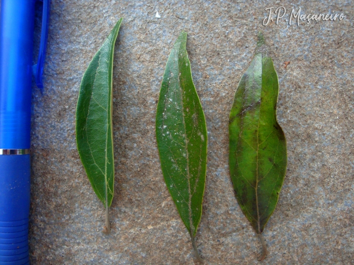 Ocotea nectandrifolia