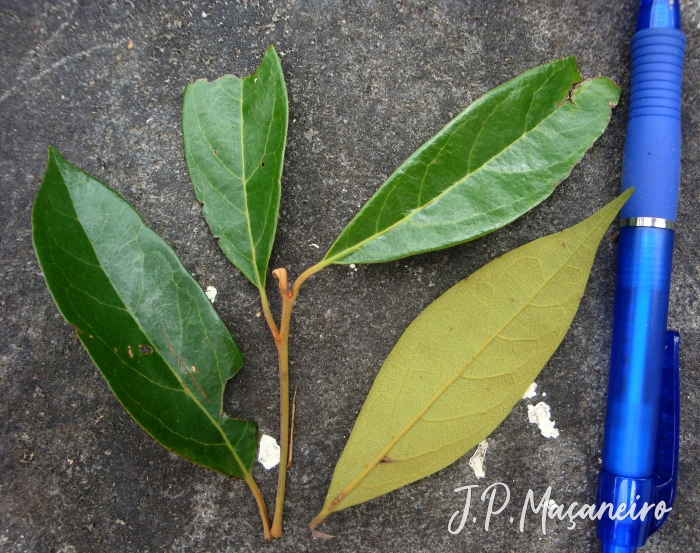 Ocotea nectandrifolia