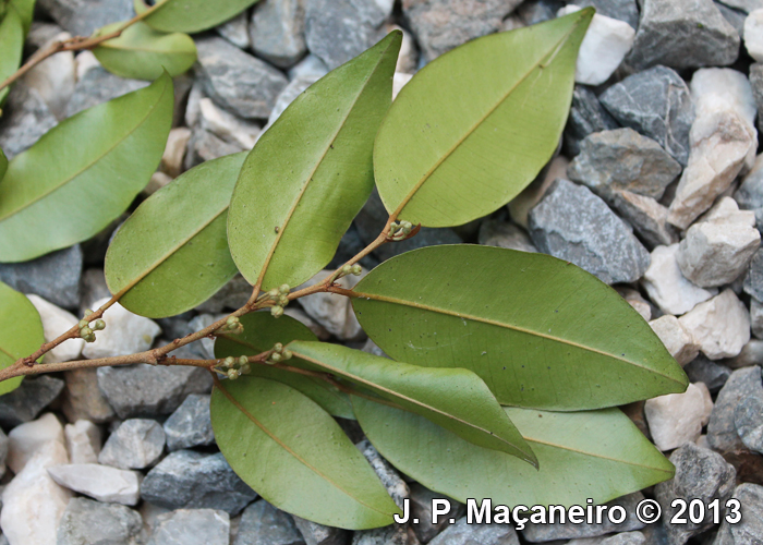 Chrysophyllum inornatum