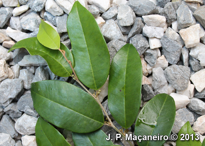 Chrysophyllum inornatum