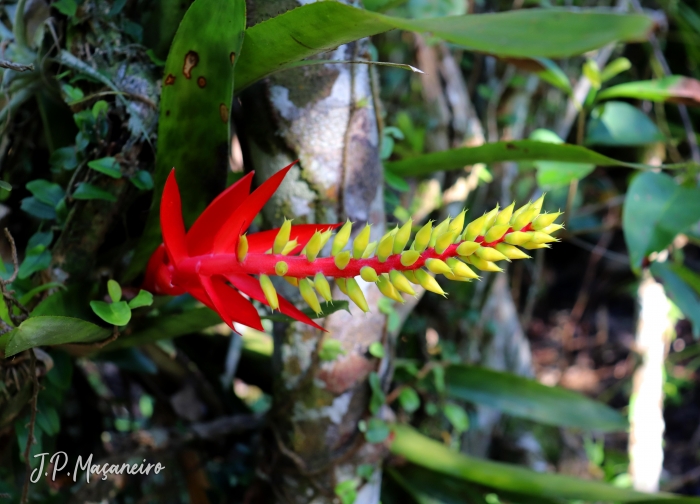 Aechmea nudicaulis