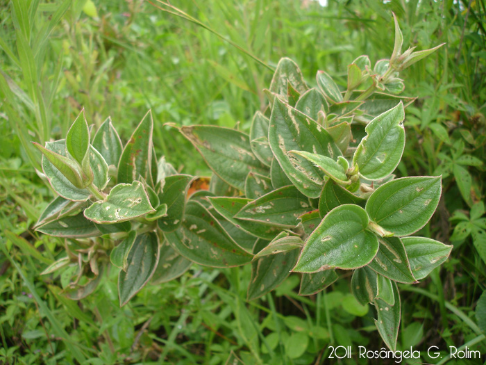 Tibouchina urvilleana