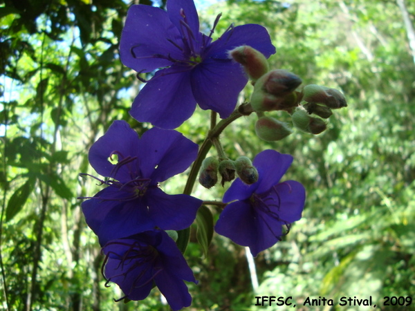 Tibouchina urvilleana