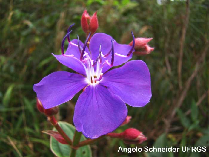 Tibouchina urvilleana