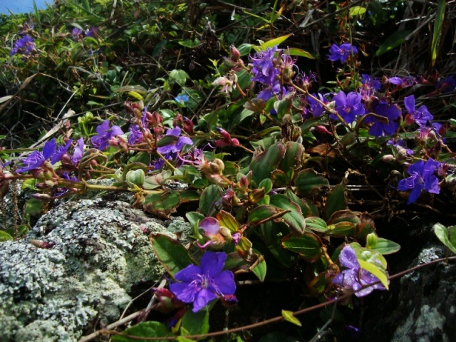 Tibouchina urvilleana