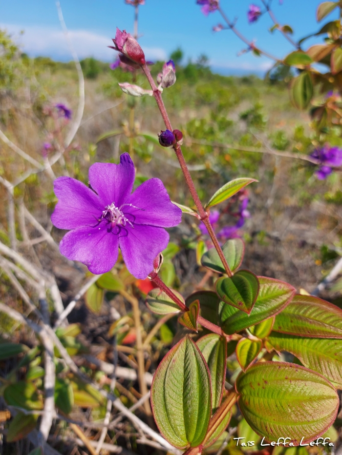 Tibouchina urvilleana