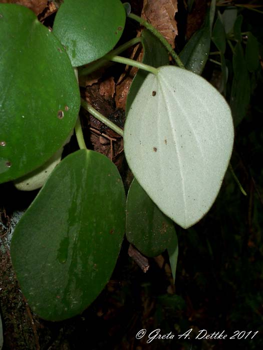 Peperomia lyman-smithii