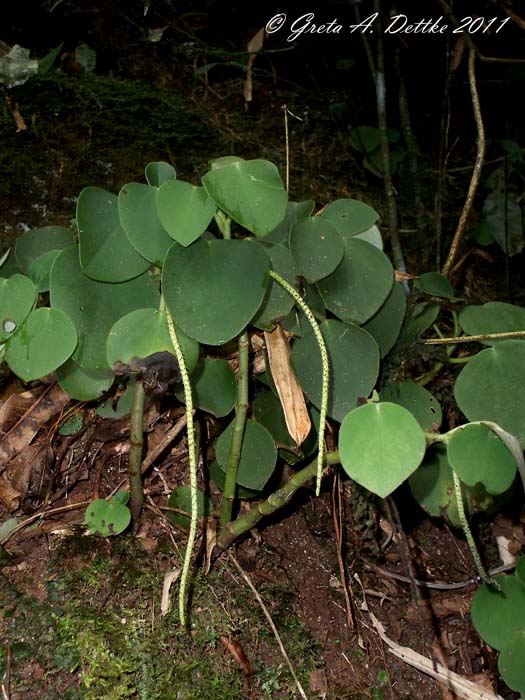 Peperomia lyman-smithii