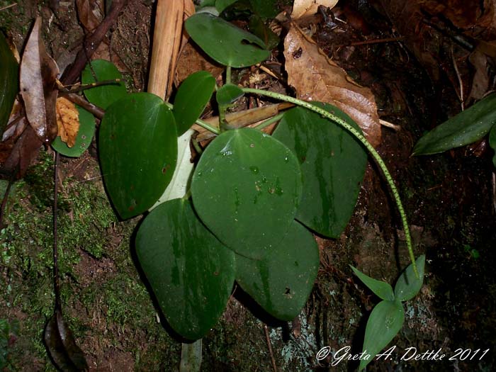 Peperomia lyman-smithii