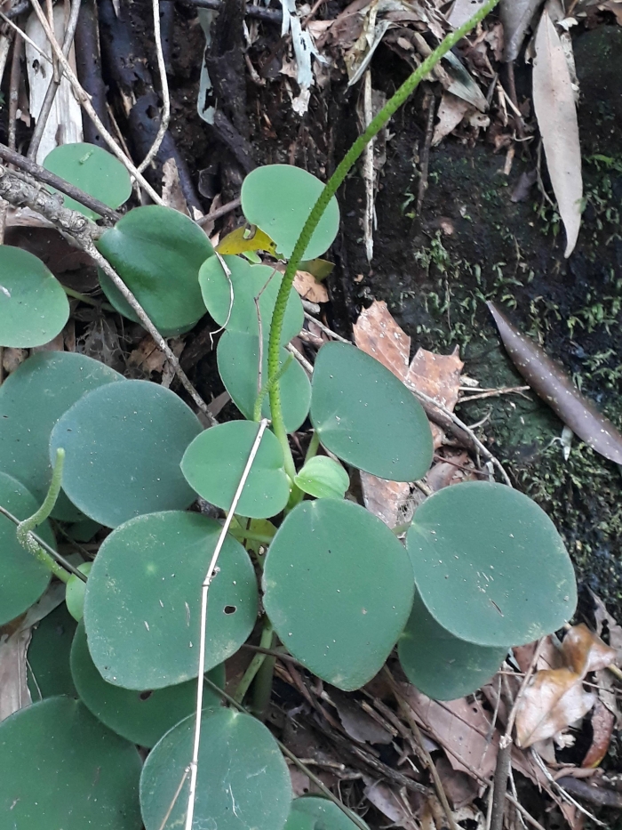 Peperomia lyman-smithii