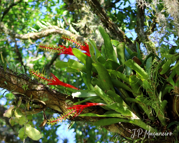 Aechmea nudicaulis