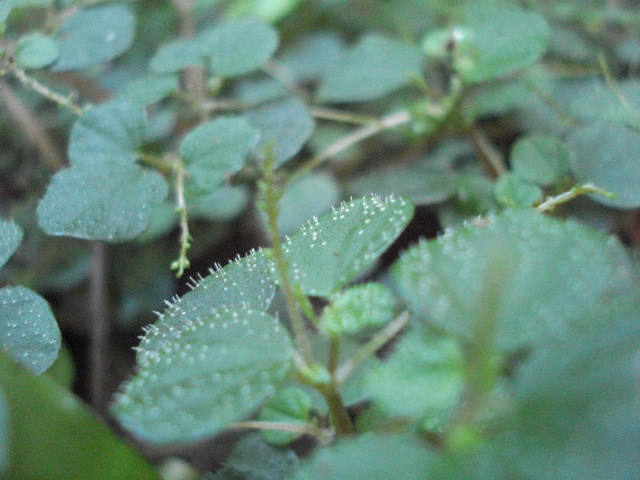 Peperomia hispidula