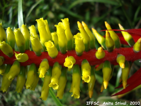 Aechmea nudicaulis