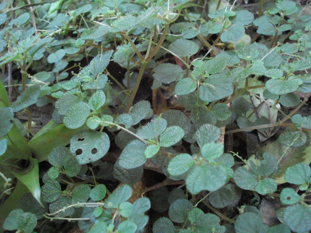 Peperomia hispidula