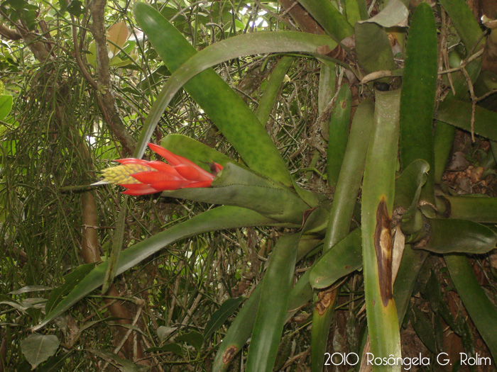 Aechmea nudicaulis