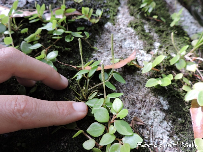 Peperomia corcovadensis