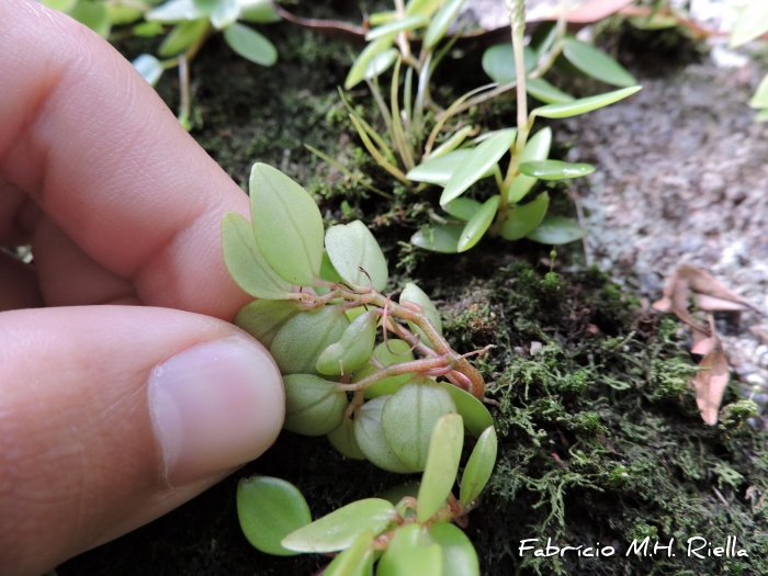 Peperomia corcovadensis