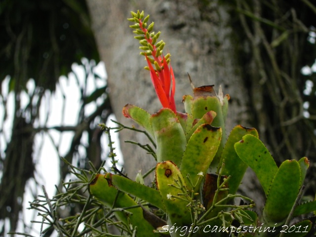 Aechmea nudicaulis