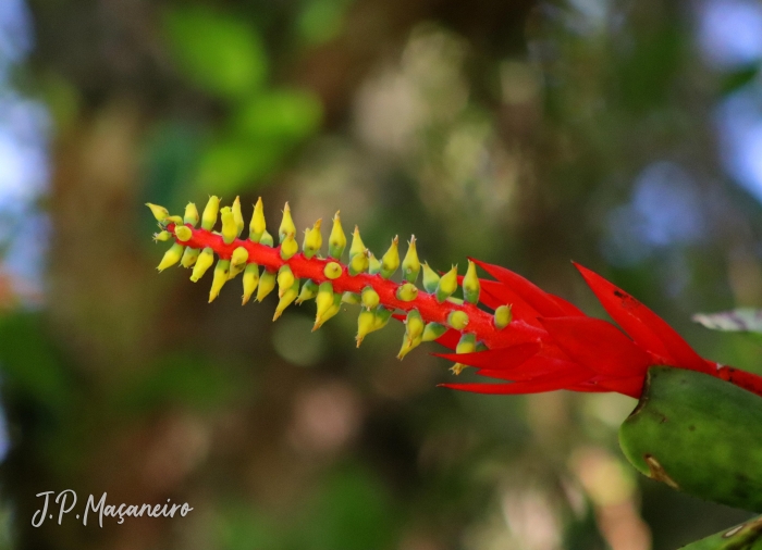 Aechmea nudicaulis