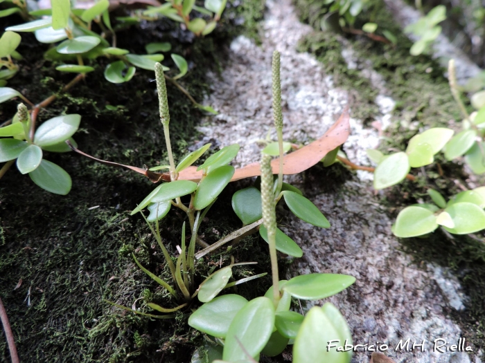 Peperomia corcovadensis