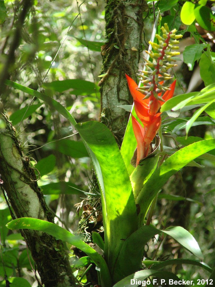 Aechmea nudicaulis