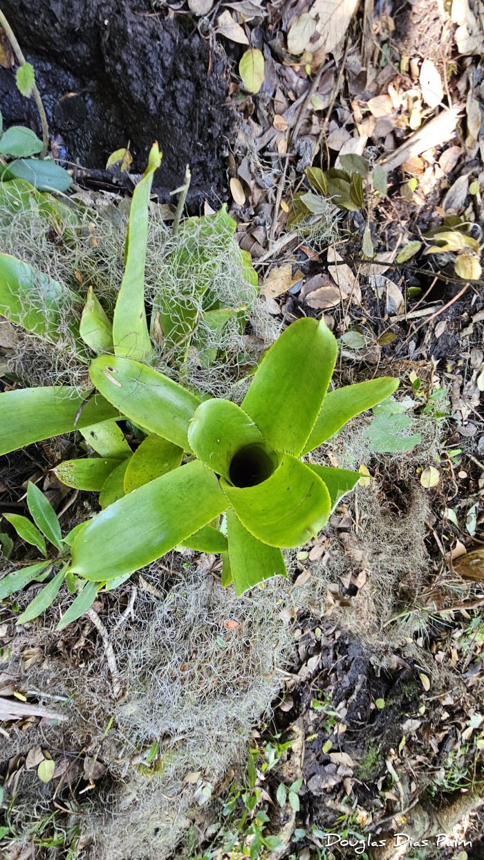 Aechmea nudicaulis