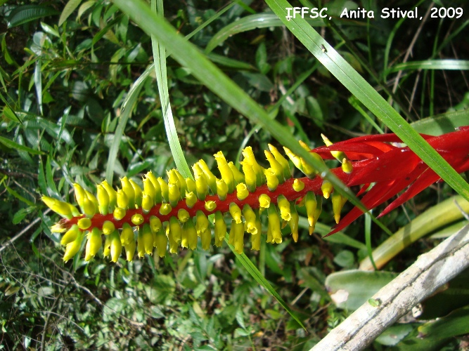 Aechmea nudicaulis