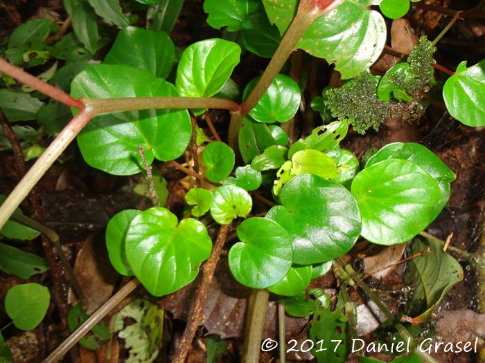 Peperomia balansana