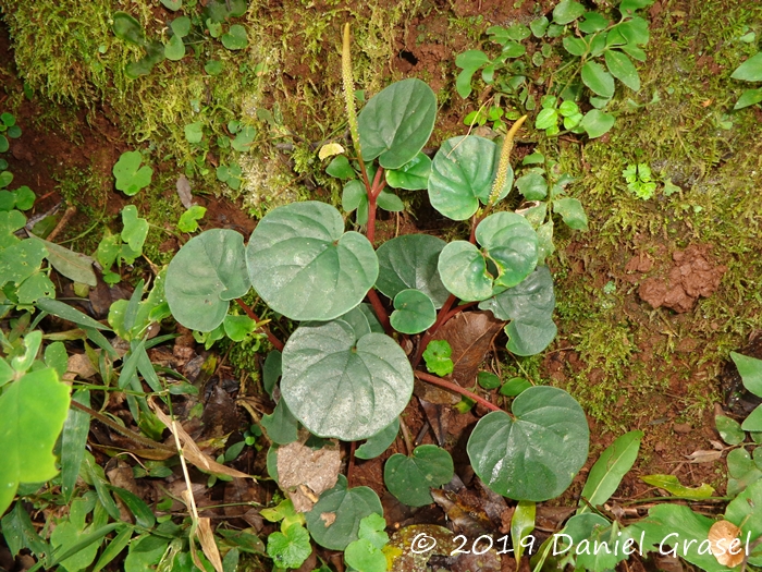 Peperomia balansana