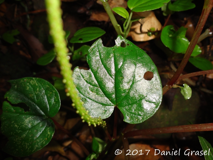 Peperomia balansana