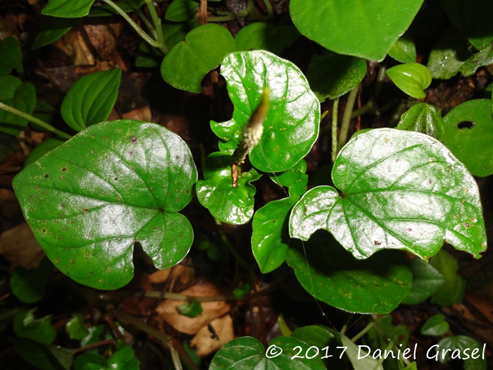 Peperomia balansana