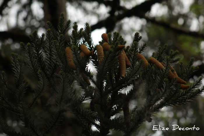 Araucaria angustifolia