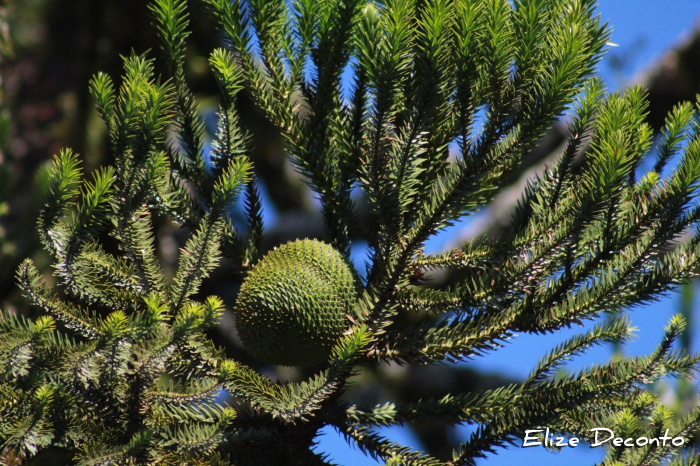 Araucaria angustifolia