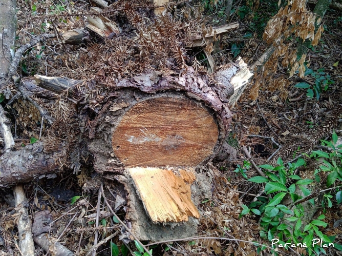 Araucaria angustifolia