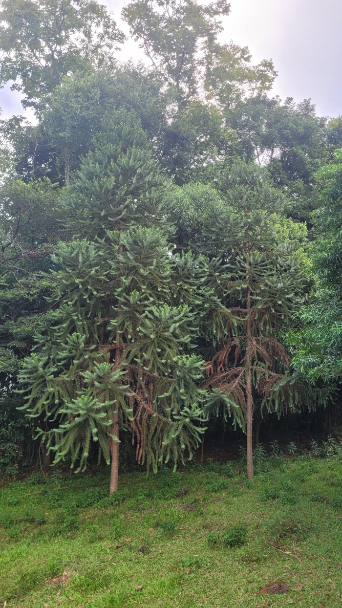 Araucaria angustifolia