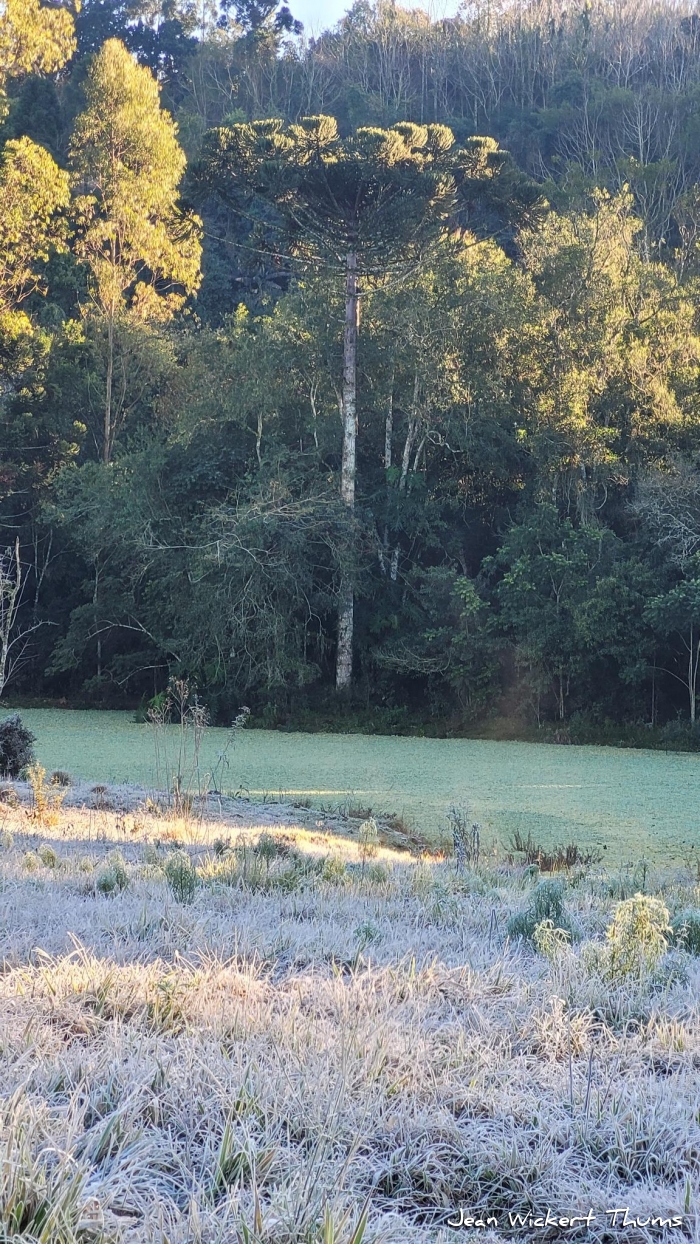 Araucaria angustifolia