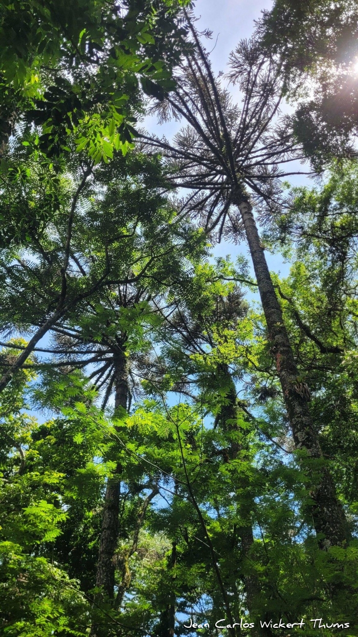 Araucaria angustifolia