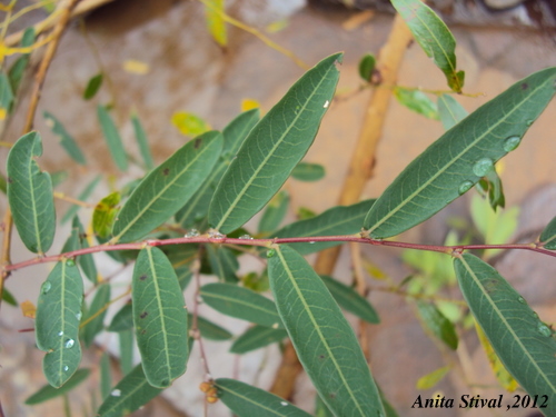 Phyllanthus sellowianus