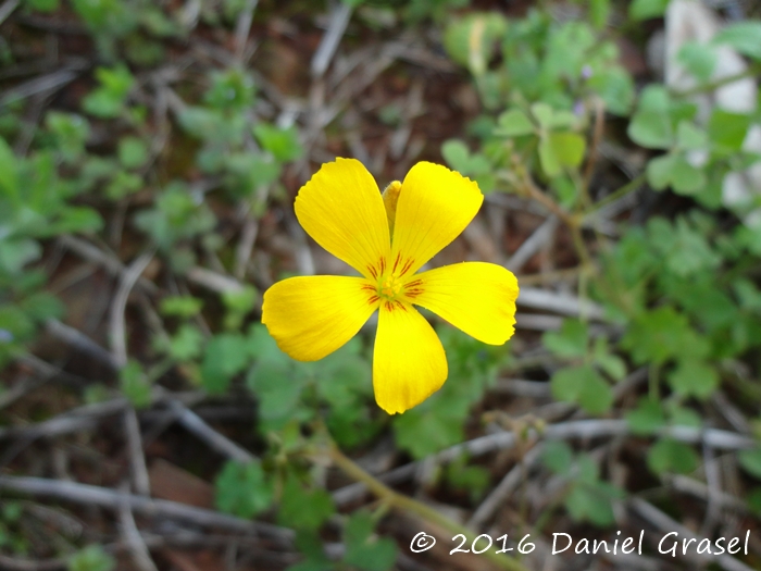 Oxalis niederleinii