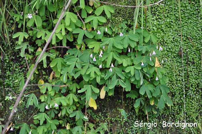 Oxalis geralensis